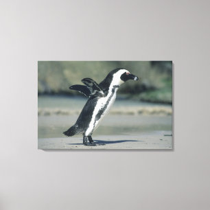 African Penguin Canvas Print