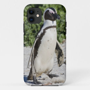 African Penguin, formerly known as Jackass Case-Mate iPhone Case