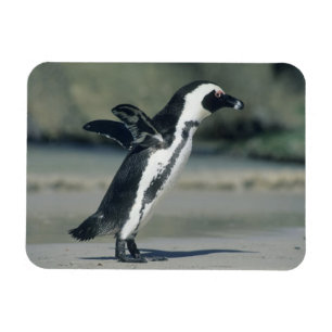 African Penguin Magnet
