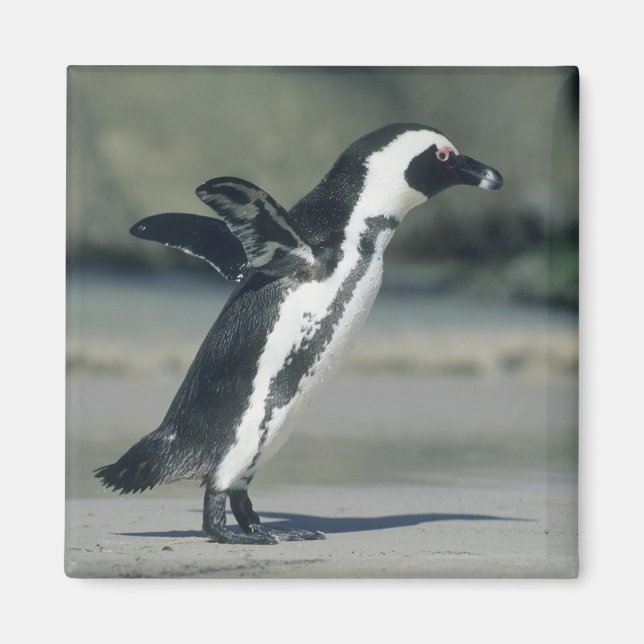 African Penguin Magnet (Front)