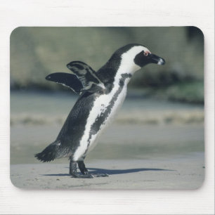African Penguin Mouse Mat
