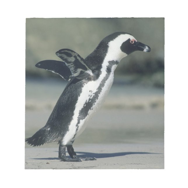 African Penguin Notepad (Front)