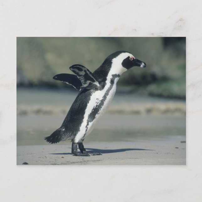 African Penguin Postcard (Front)