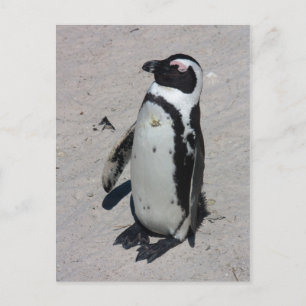 African Penguin - Postcard