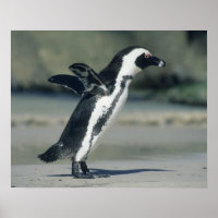 African Penguin