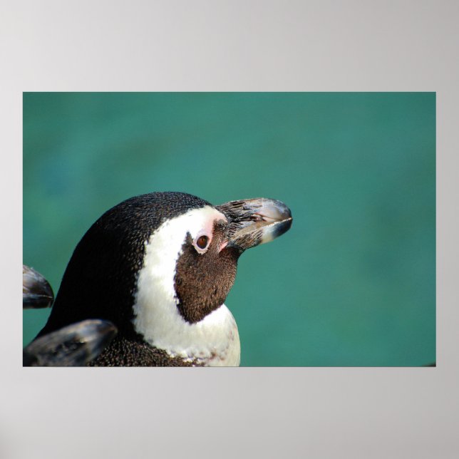 African Penguin Poster (Front)