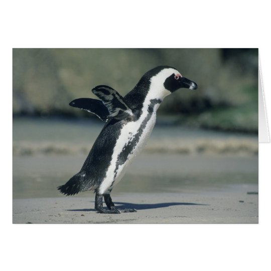African Penguin, (Spheniscus demersus), coming Card