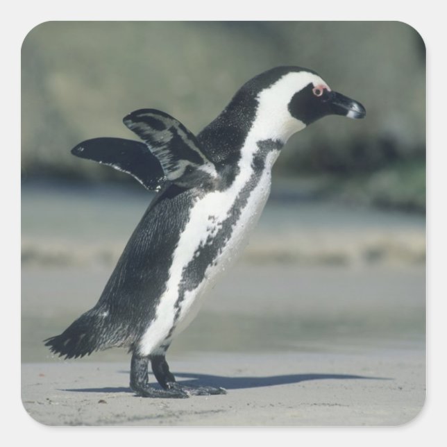 African Penguin Square Sticker (Front)