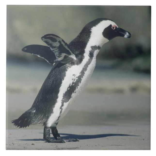 African Penguin Tile (Front)