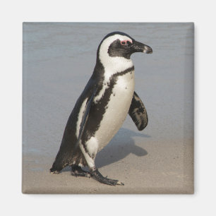 African Penguin Walking Magnet