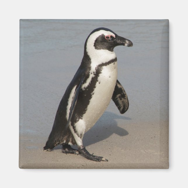 African Penguin Walking Magnet (Front)