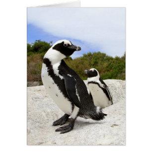 African Penguins Card