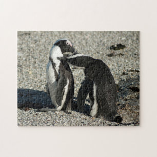African Penguins grooming each other Jigsaw Puzzle