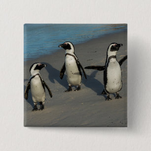 African Penguins   Spheniscus Demersus 15 Cm Square Badge