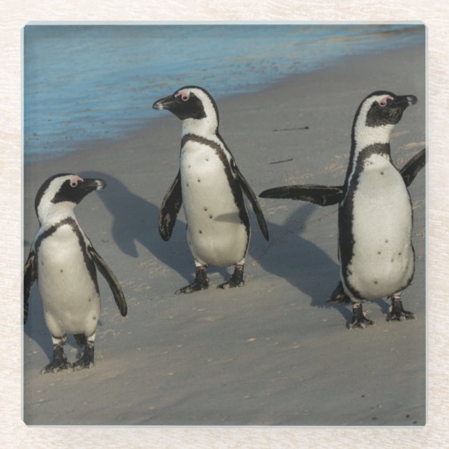 African Penguins | Spheniscus Demersus Glass Coaster (Front)