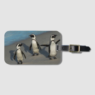 African Penguins   Spheniscus Demersus Luggage Tag