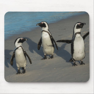 African Penguins Spheniscus Demersus Mouse Mat