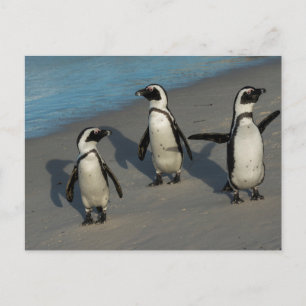 African Penguins   Spheniscus Demersus Postcard