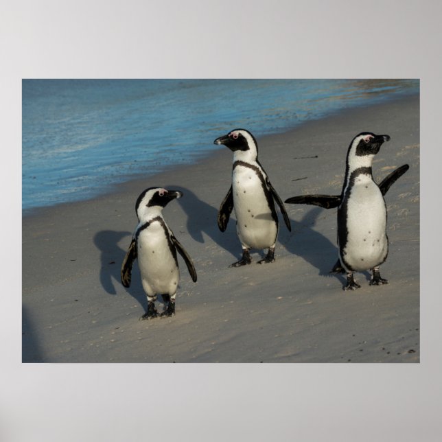 African Penguins | Spheniscus Demersus Poster (Front)