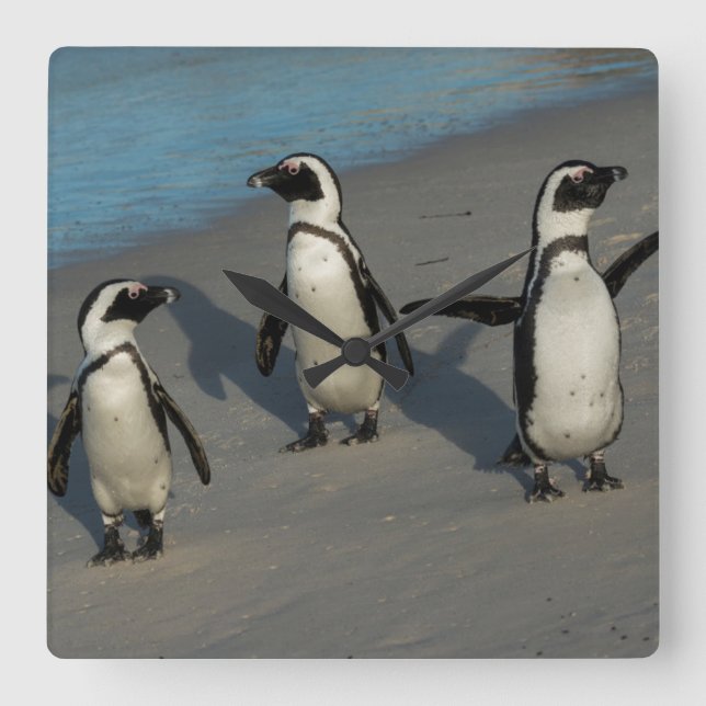 African Penguins | Spheniscus Demersus Square Wall Clock (Front)