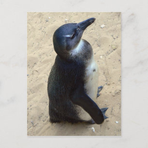 African penquin postcard