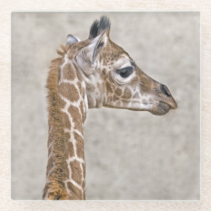 African Prince Glass Coaster