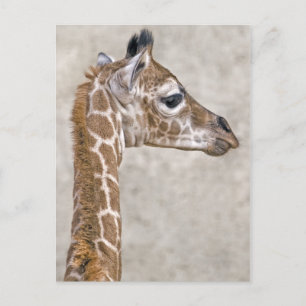 African Prince Postcard