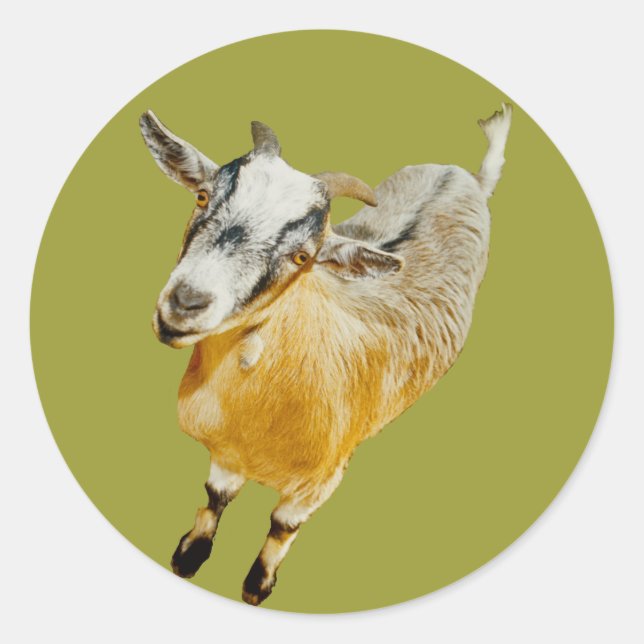 African Pygmy Goat Classic Round Sticker (Front)