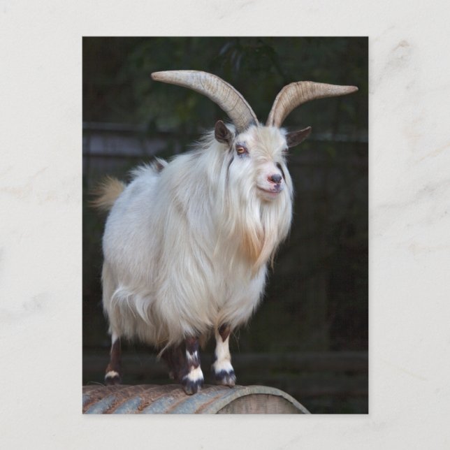 African Pygmy Goat Postcard (Front)