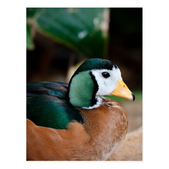 African Pygmy Goose Postcard