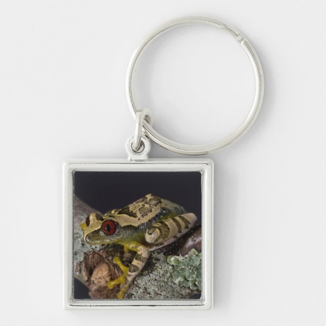 African Red Eye Treefrog, Leptopelis Key Ring (Front)