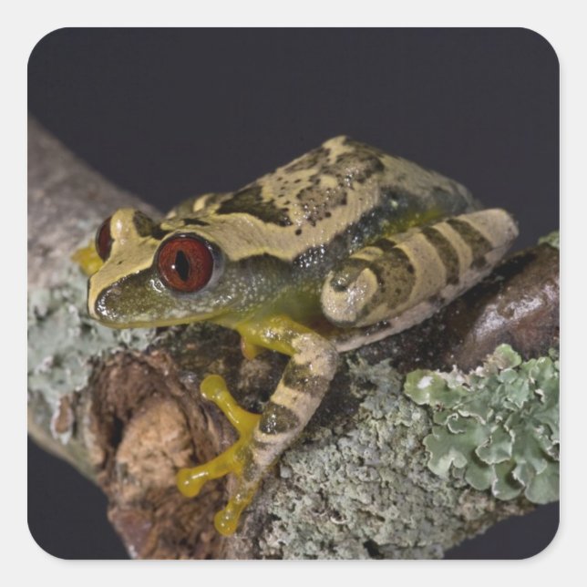 African Red Eye Treefrog, Leptopelis Square Sticker (Front)