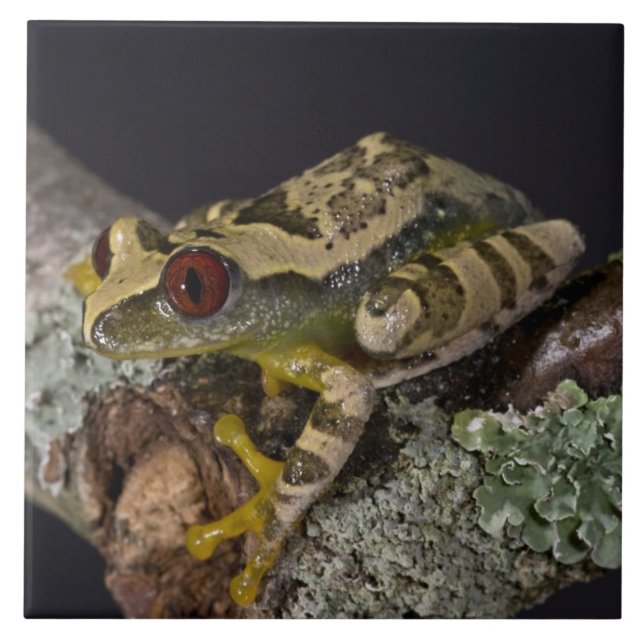 African Red Eye Treefrog, Leptopelis Tile (Front)