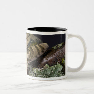 African Red Eye Treefrog, Leptopelis Two-Tone Coffee Mug