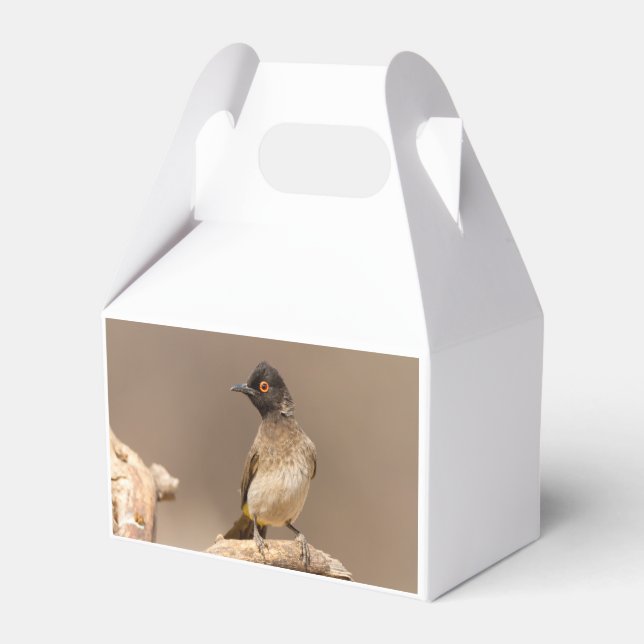 African Red-Eyed Bulbul Favour Box (Back Side)