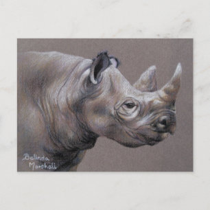 African Rhino Drawing Postcard