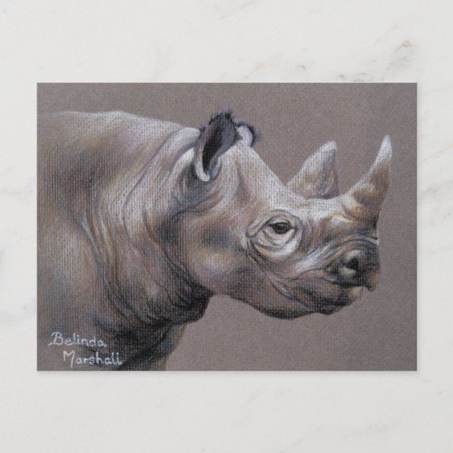 African Rhino Drawing Postcard (Front)