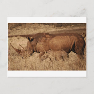 African Rhino mum and baby Postcard