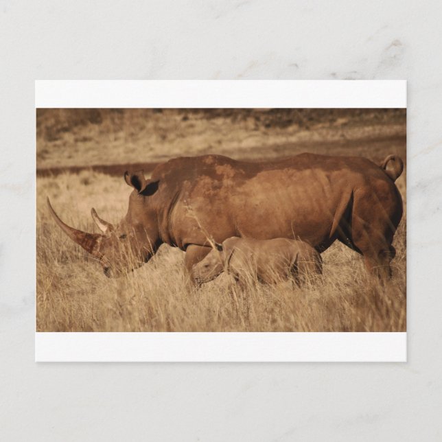 African Rhino mum and baby Postcard (Front)