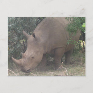 African Rhino Postcard