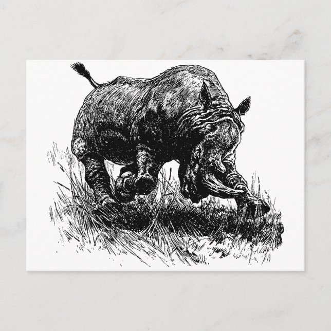 African Rhino Postcard (Front)