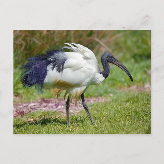 African sacred ibis on grass postcard (Front)