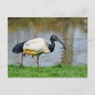 African sacred ibis walking on grass postcard