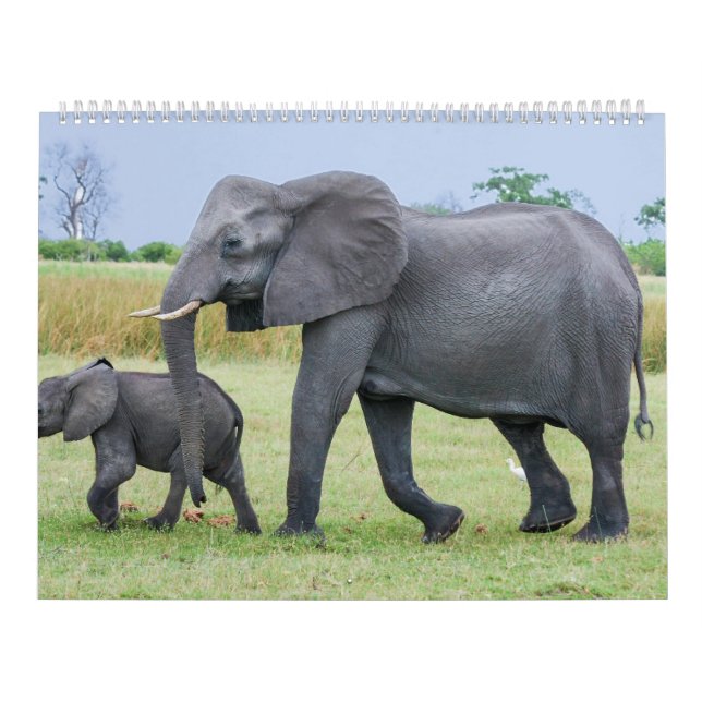 African Safari Calendar (Cover)