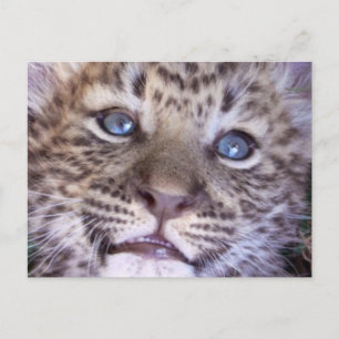 African Safari Destiny Cute Cats Leopards Postcard