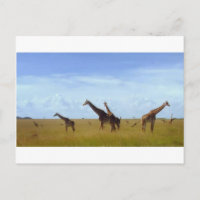 African Safari Giraffes