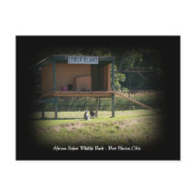 African Safari Wildlife Park Lemur Postcard