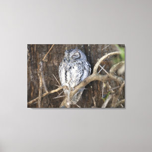 African Scops-Owl, Kruger National Park, South Canvas Print