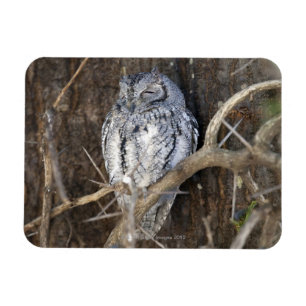 African Scops-Owl, Kruger National Park, South Magnet