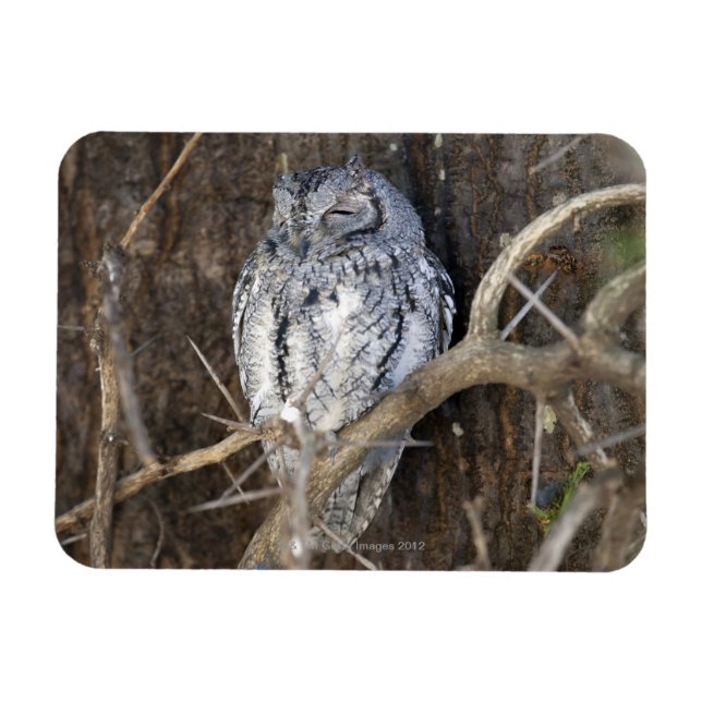 African Scops-Owl, Kruger National Park, South Magnet (Horizontal)